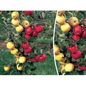 Jabloň domáca (Malus domestica) ´DUO´ (´Golden Delicious´+´Šampión RENO II´) - zimná, výška 100-120 cm, voľnokorenná